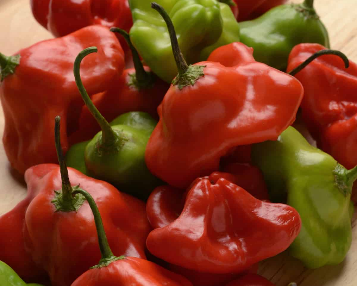 Mad Hatter Hybrid Pepper Seeds