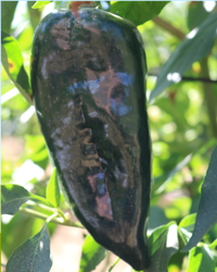 Carranza Hybrid Pepper Seeds