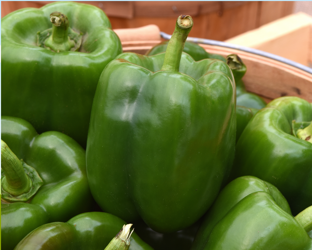 Kickstart Hybrid Pepper Seeds