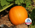 Orange Smoothie Hybrid Pumpkin Seeds