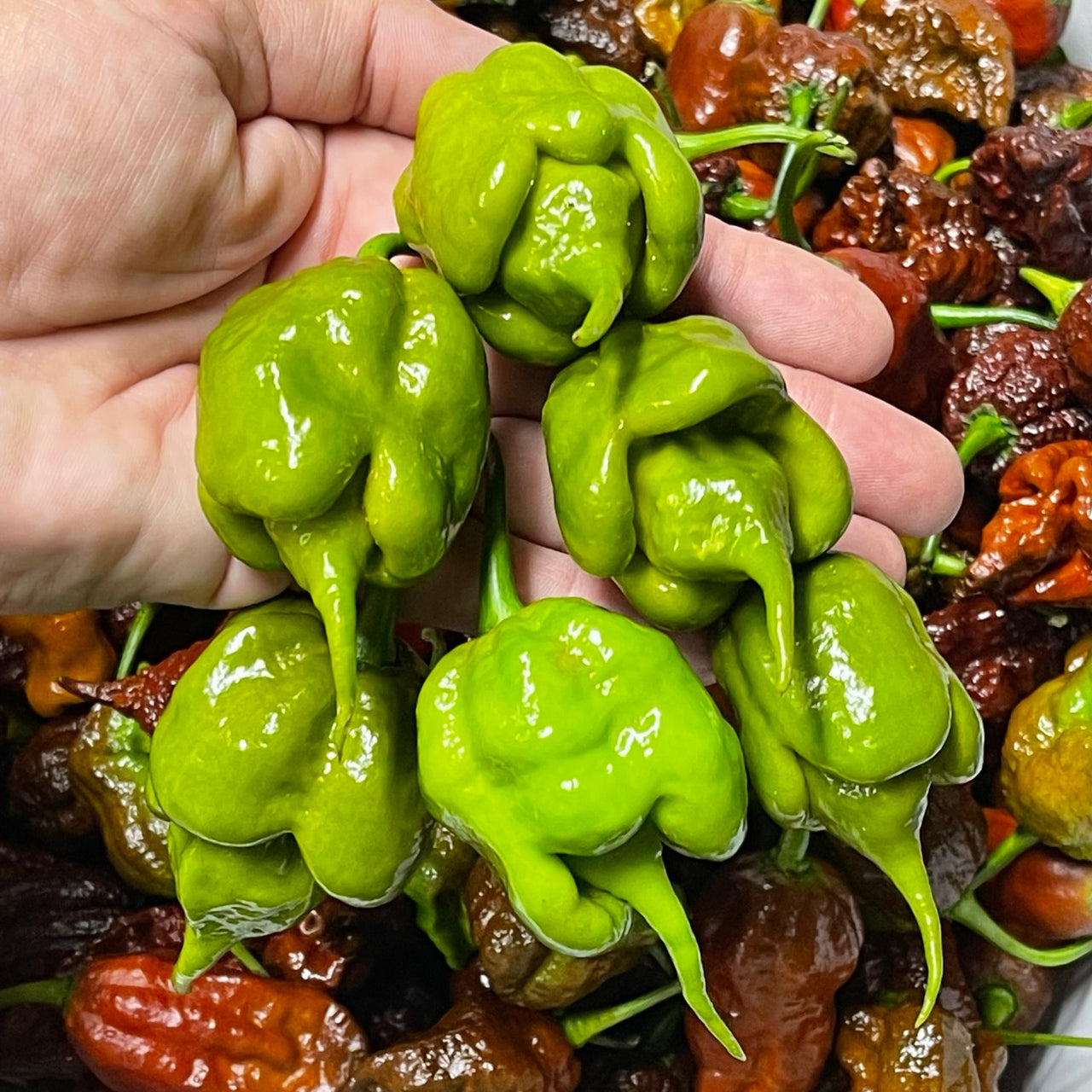 Mustard Carolina Reaper - Seeds