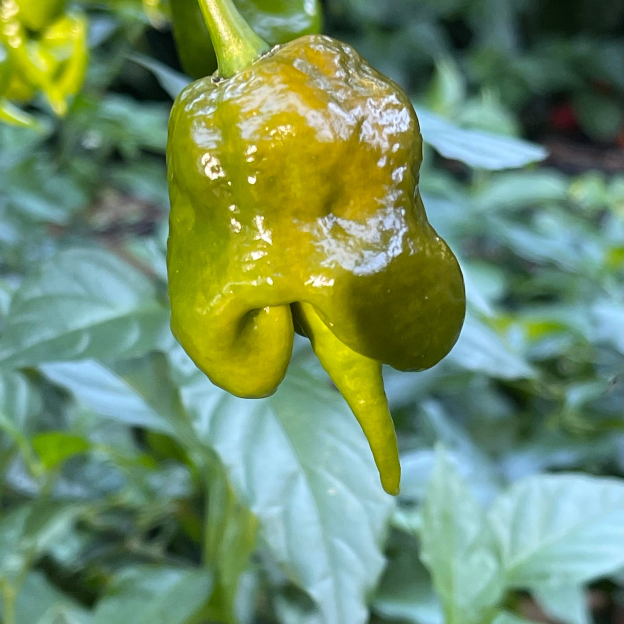 Mustard Carolina Reaper - Seeds