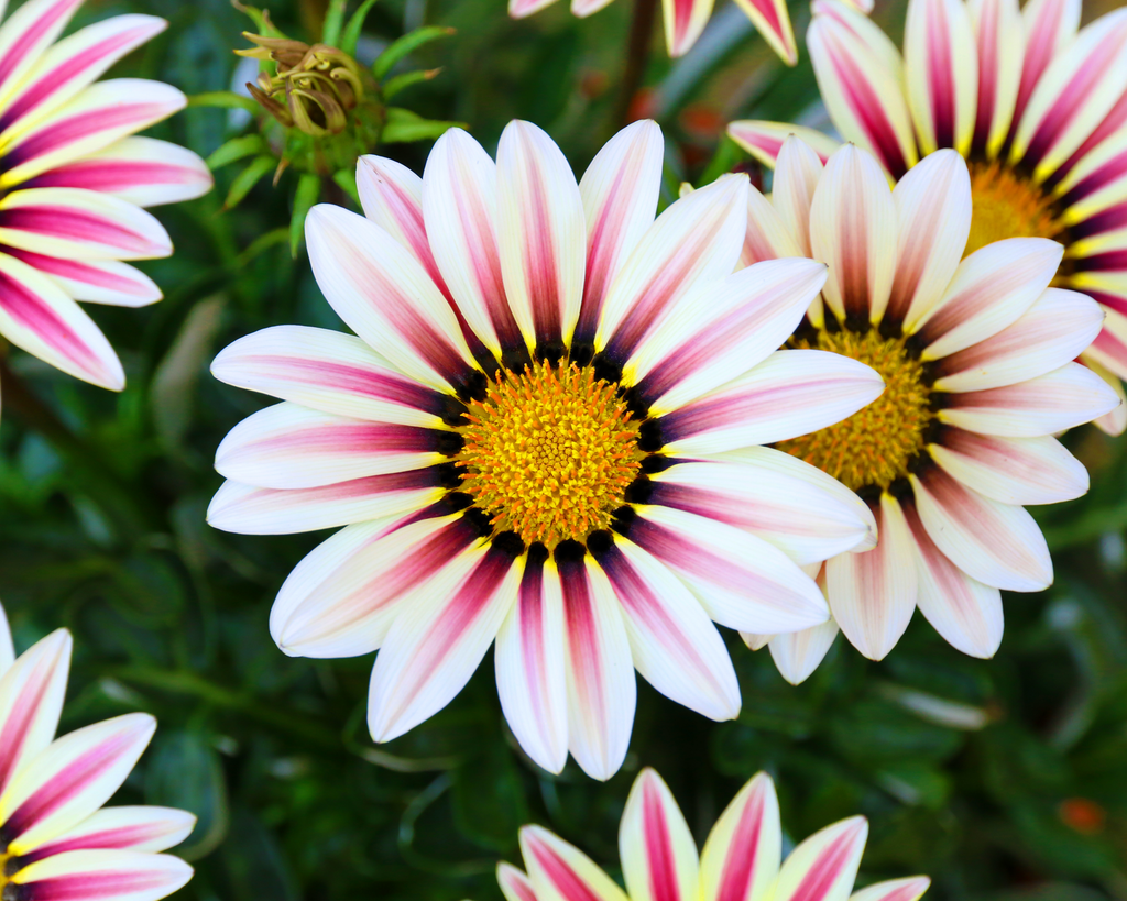 Big Kiss White Flame Hybrid Gazania Seeds