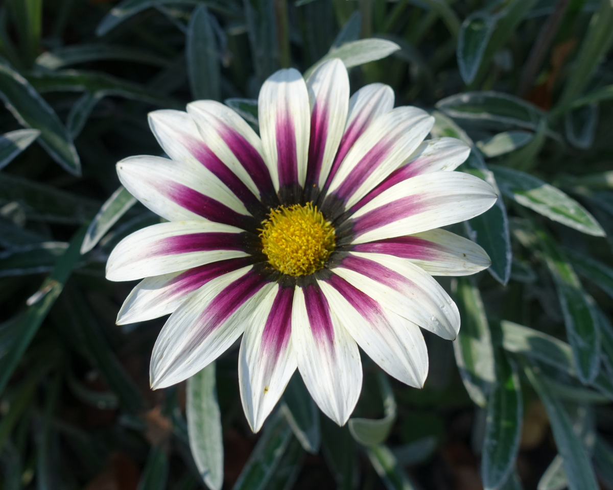 Big Kiss White Flame Hybrid Gazania Seeds