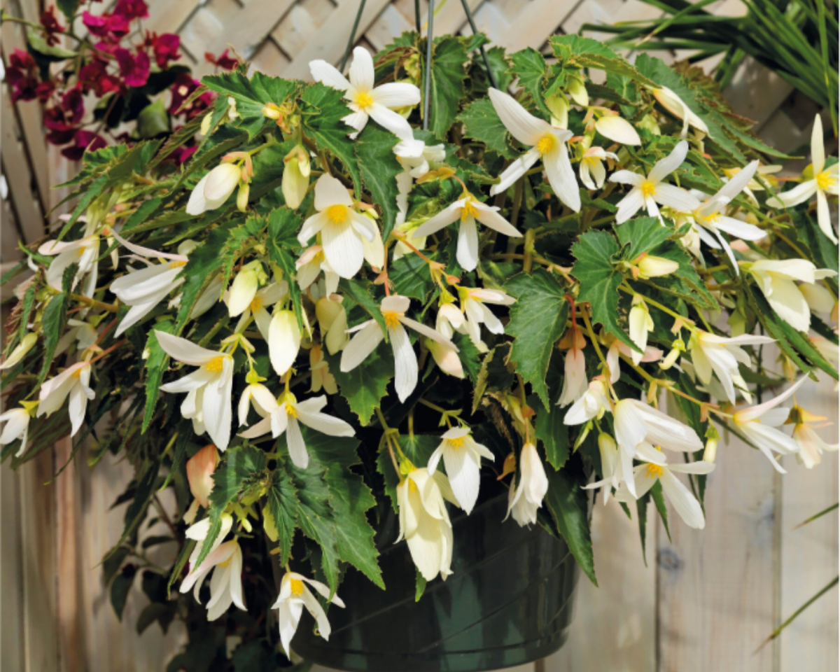 Santa Barbara Begonia Seeds