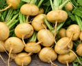 Golden Ball Turnip