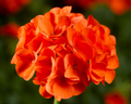Maverick Orange Hybrid Geranium Seeds