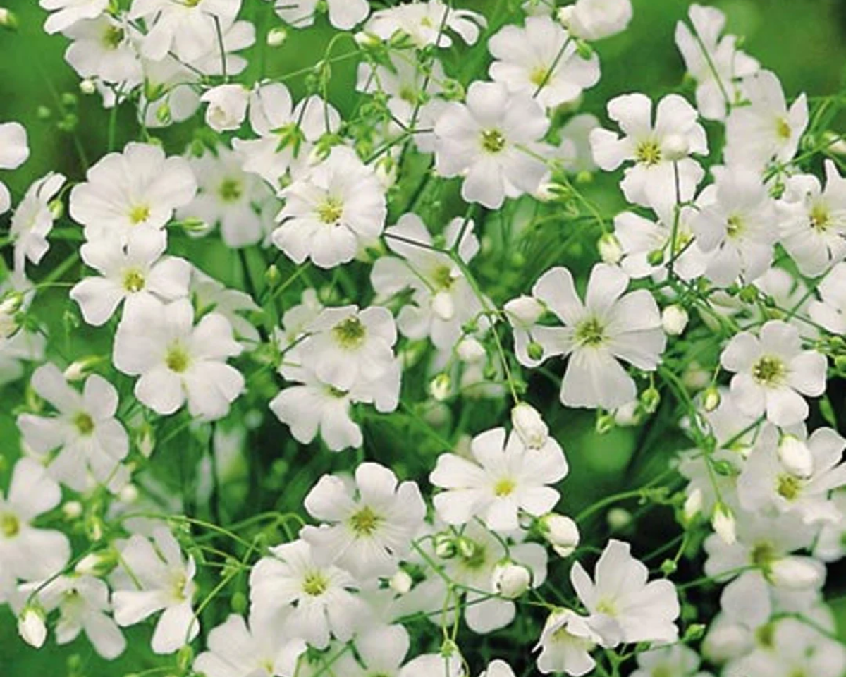 Covent Garden Baby's Breath Seeds