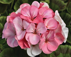 Pinto Premium White to Rose Geranium Seeds