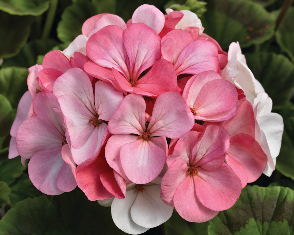Pinto Premium White to Rose Geranium Seeds