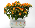 Sedona Sun Ornamental Pepper Seeds