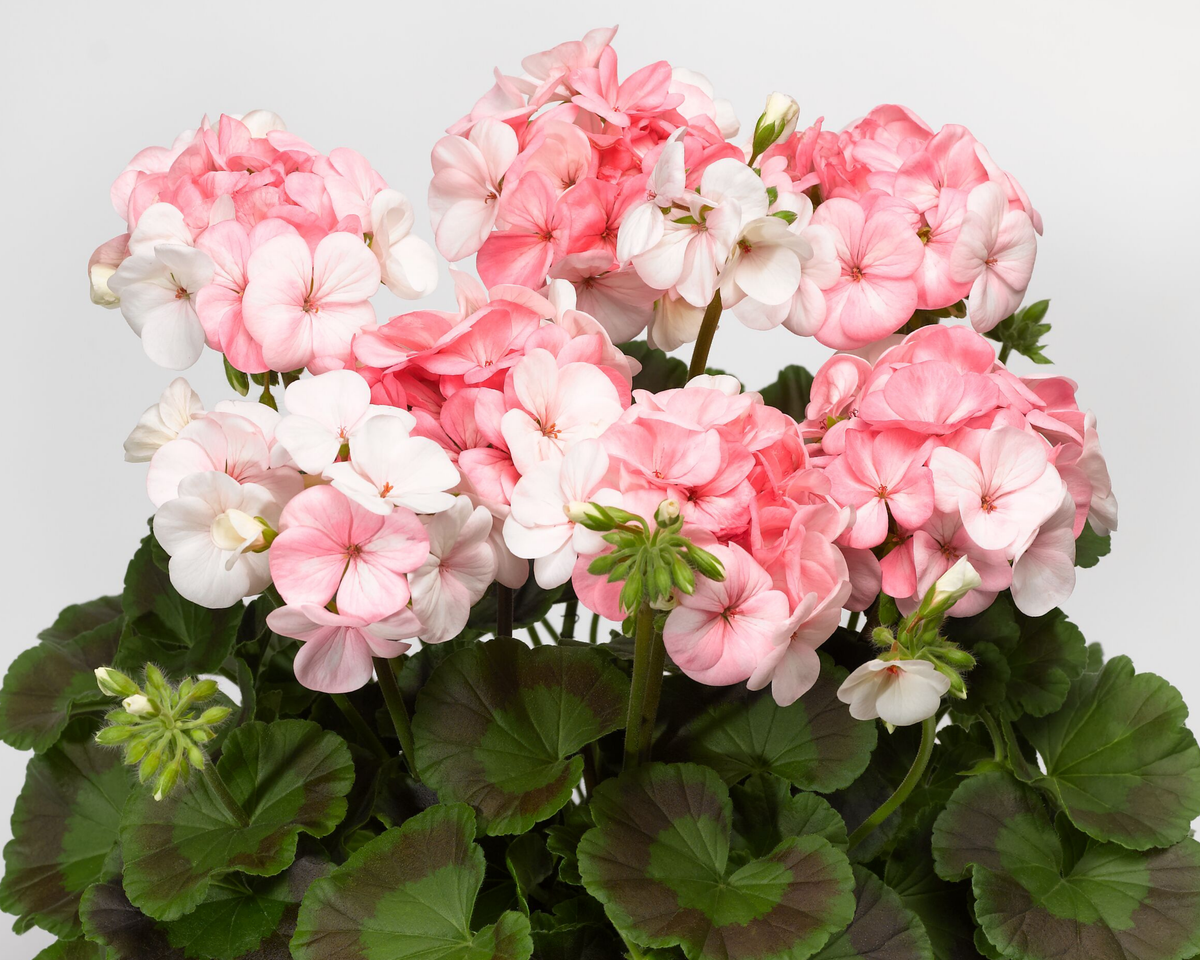 Pinto Premium White to Rose Geranium Seeds