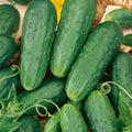 Homemade Pickles Cucumber Seeds (Organic)
