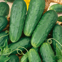Homemade Pickles Cucumber Seeds (Organic)