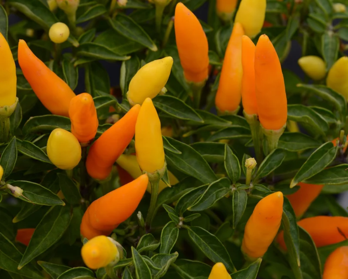 Sedona Sun Ornamental Pepper Seeds