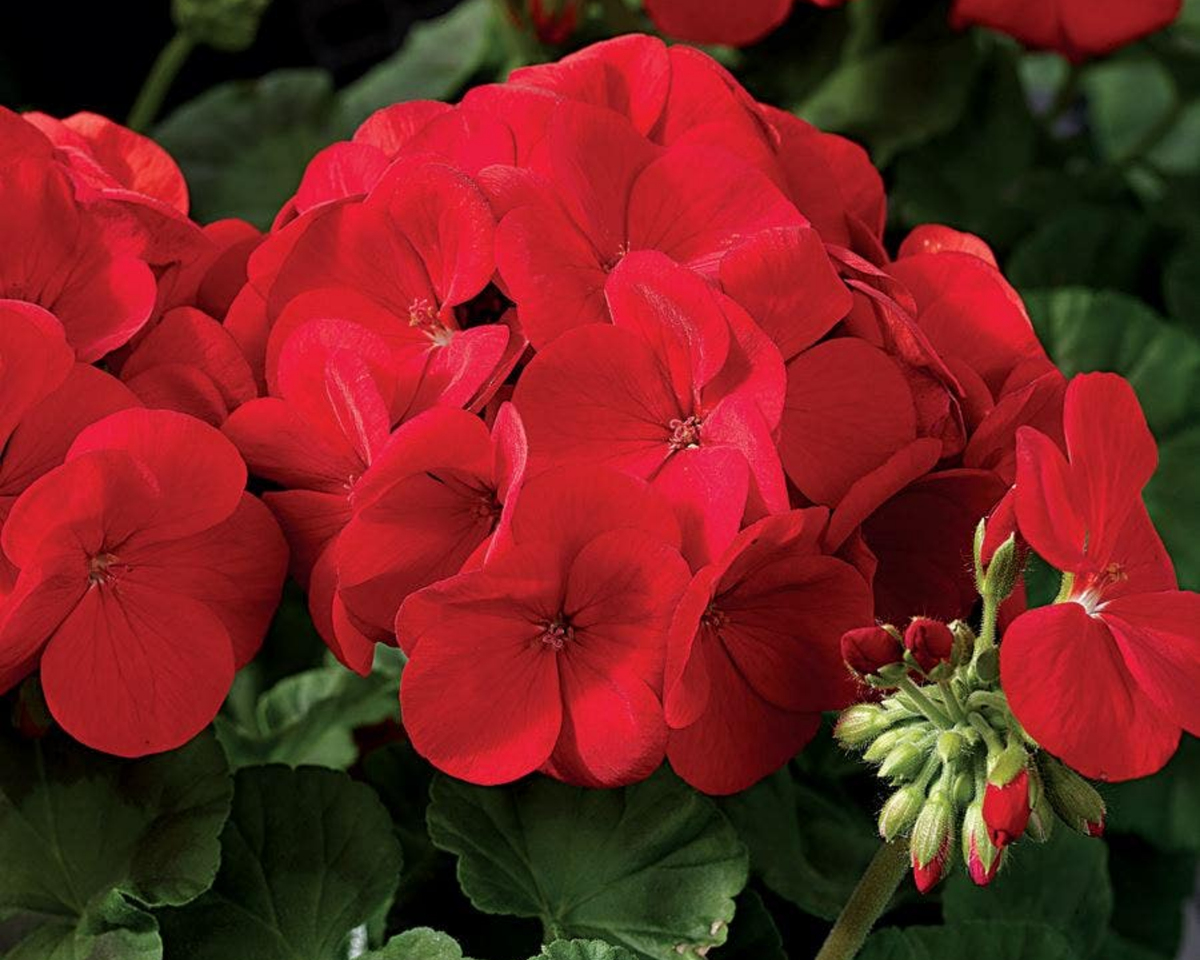Big Red Hybrid Geranium Seeds