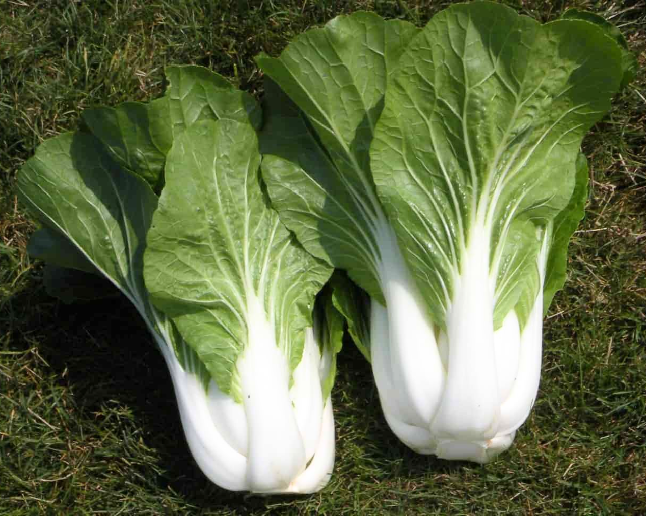BoPak Bok Choi Hybrid Seeds