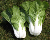 BoPak Bok Choi Hybrid Seeds