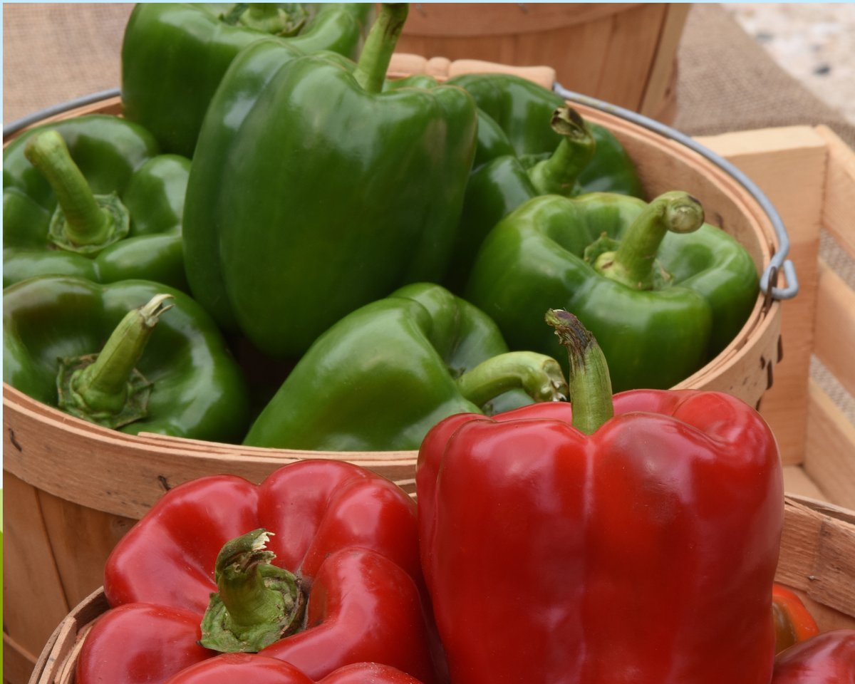 Kickstart Hybrid Pepper Seeds