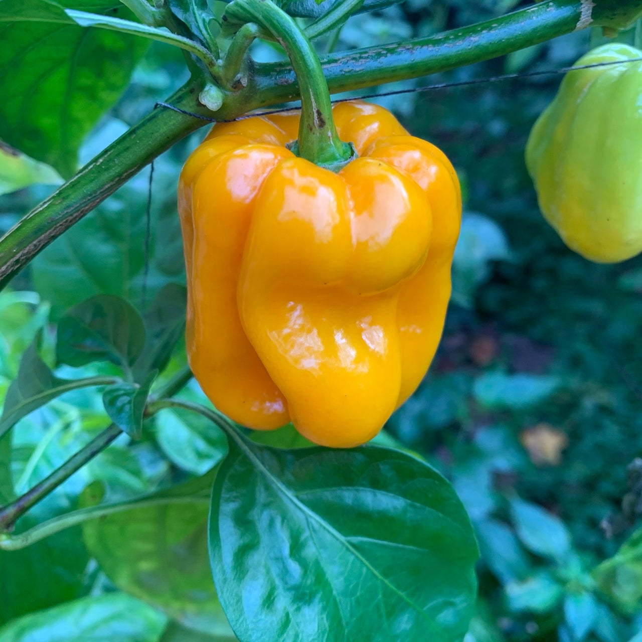 Habanero Pumpkin - Seeds