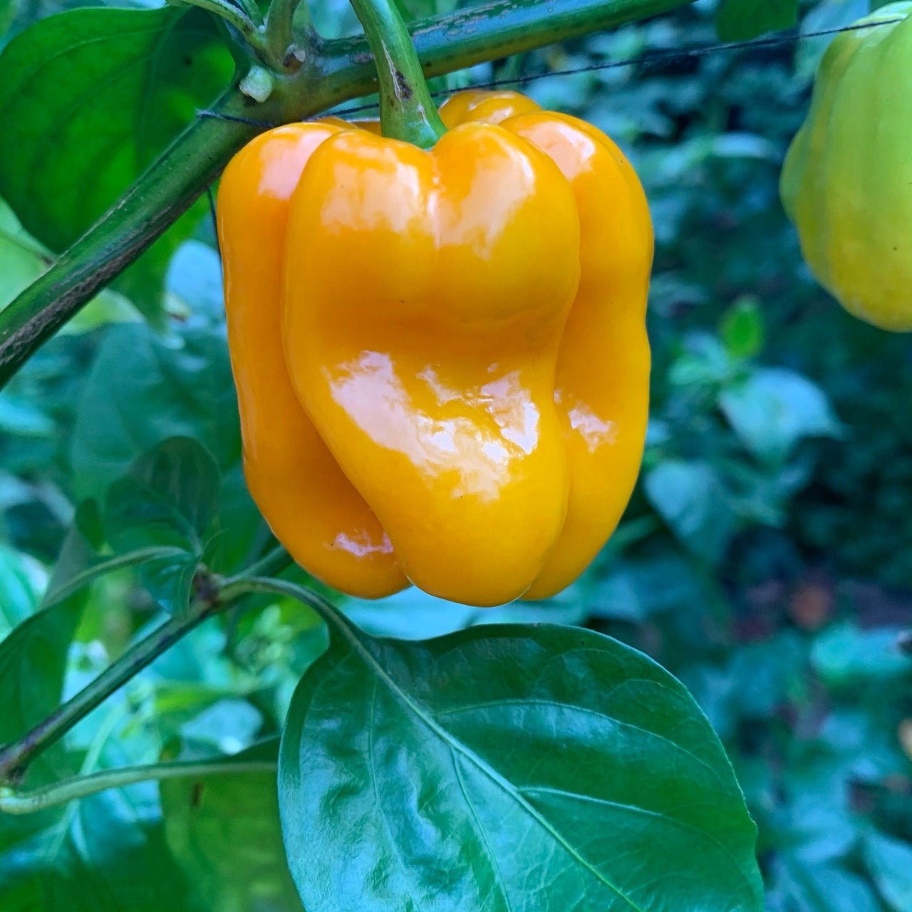 Habanero Pumpkin - Seeds