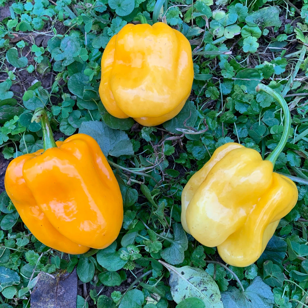 Habanero Pumpkin - Seeds