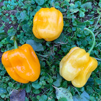 Thumbnail for Habanero Pumpkin - Seeds