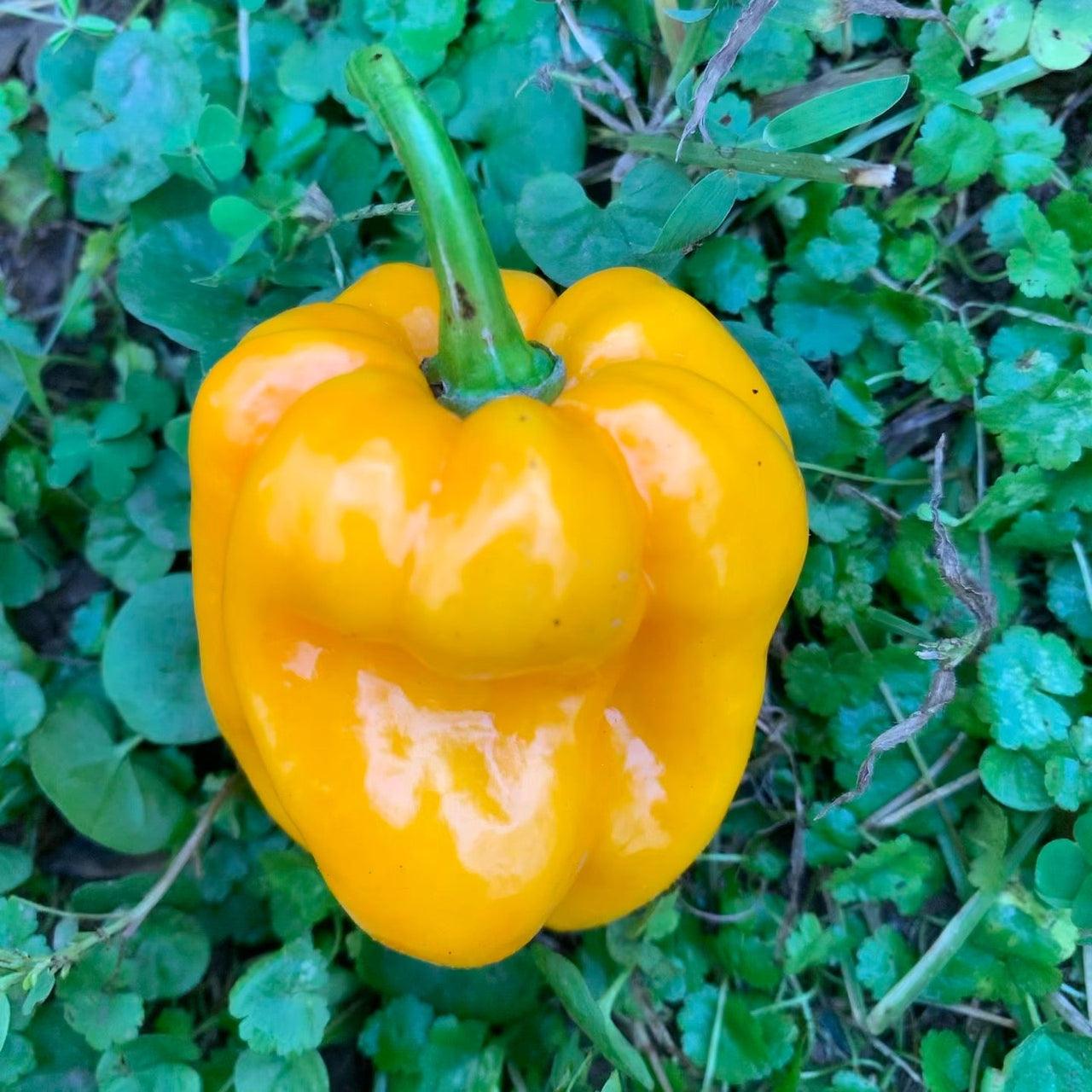 Habanero Pumpkin - Seeds