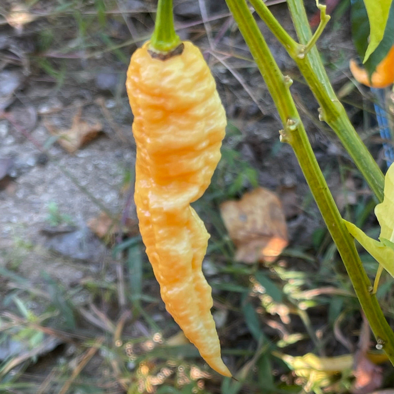 Jay's Peach Ghost Scorpion - Seeds