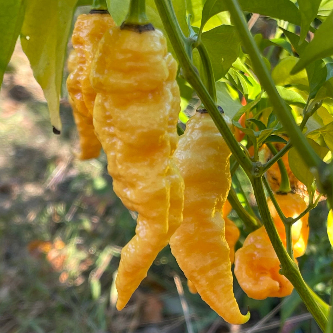 Jay's Peach Ghost Scorpion - Seeds