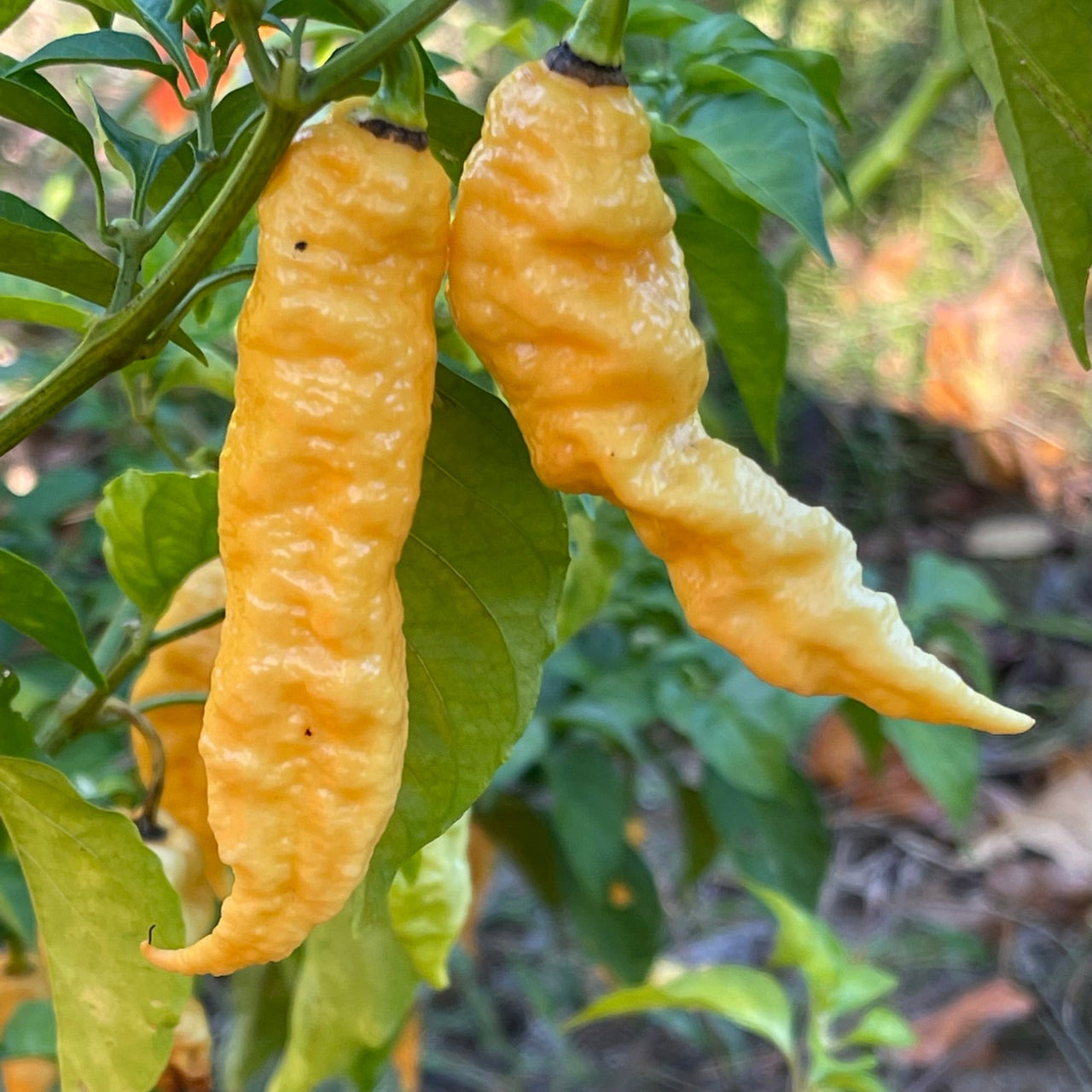 Jay's Peach Ghost Scorpion - Seeds