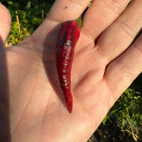 Cayenne Purple - Seeds