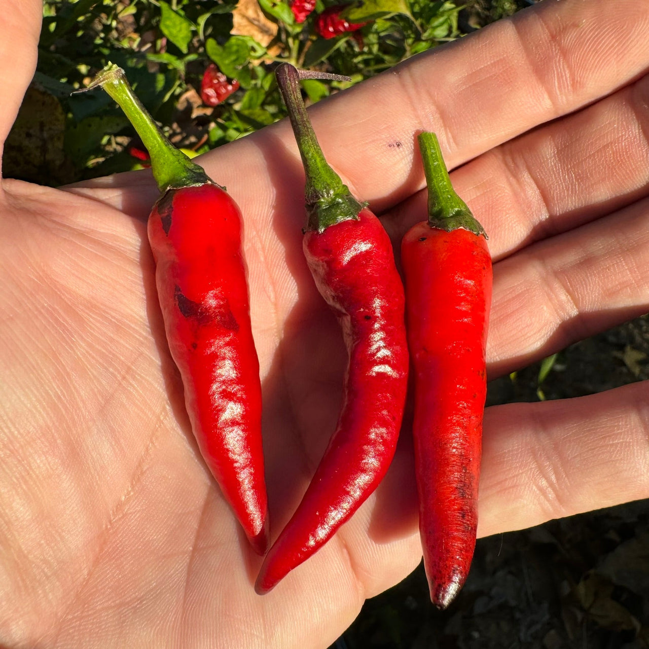 Cayenne Purple - Seeds