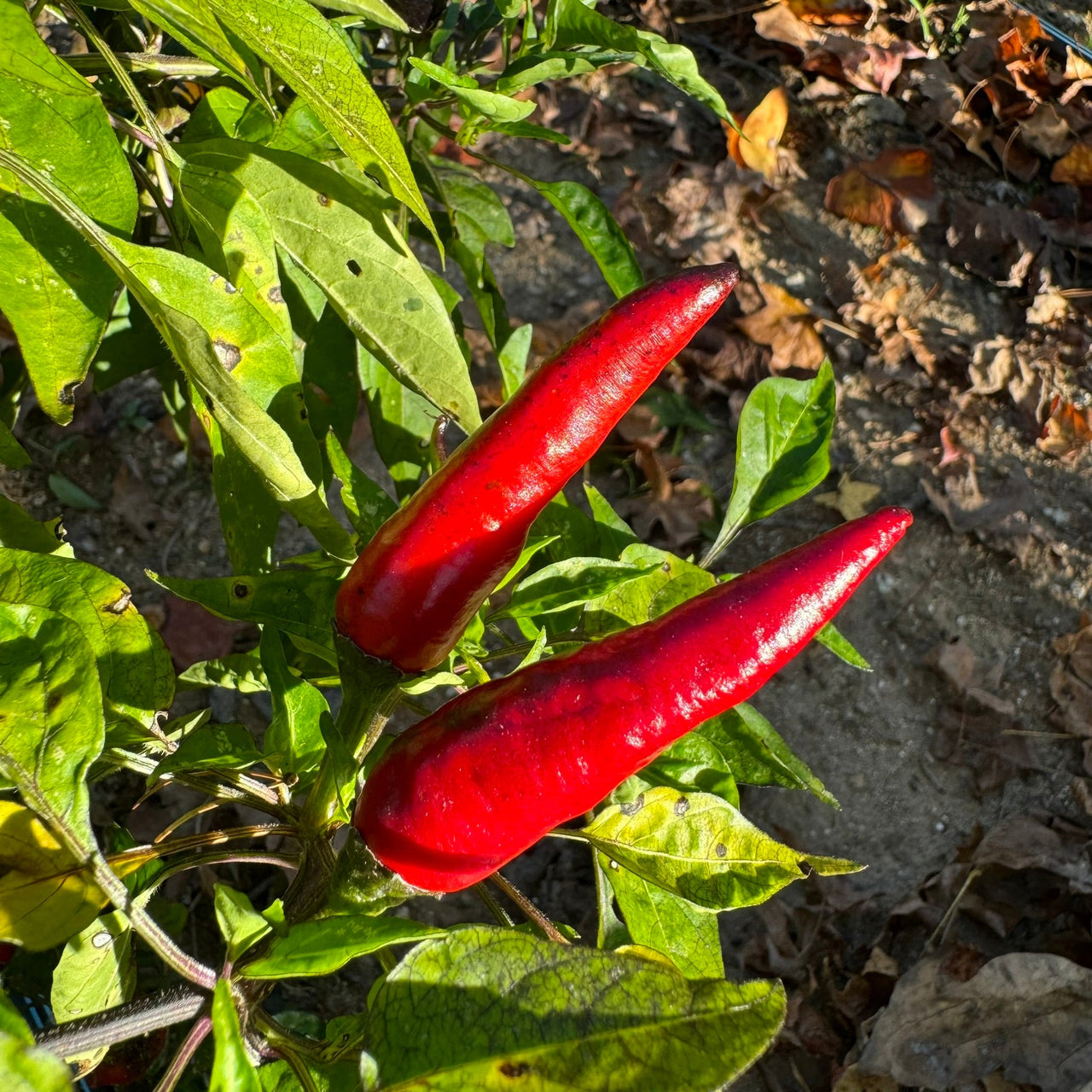 Cayenne Purple - Seeds