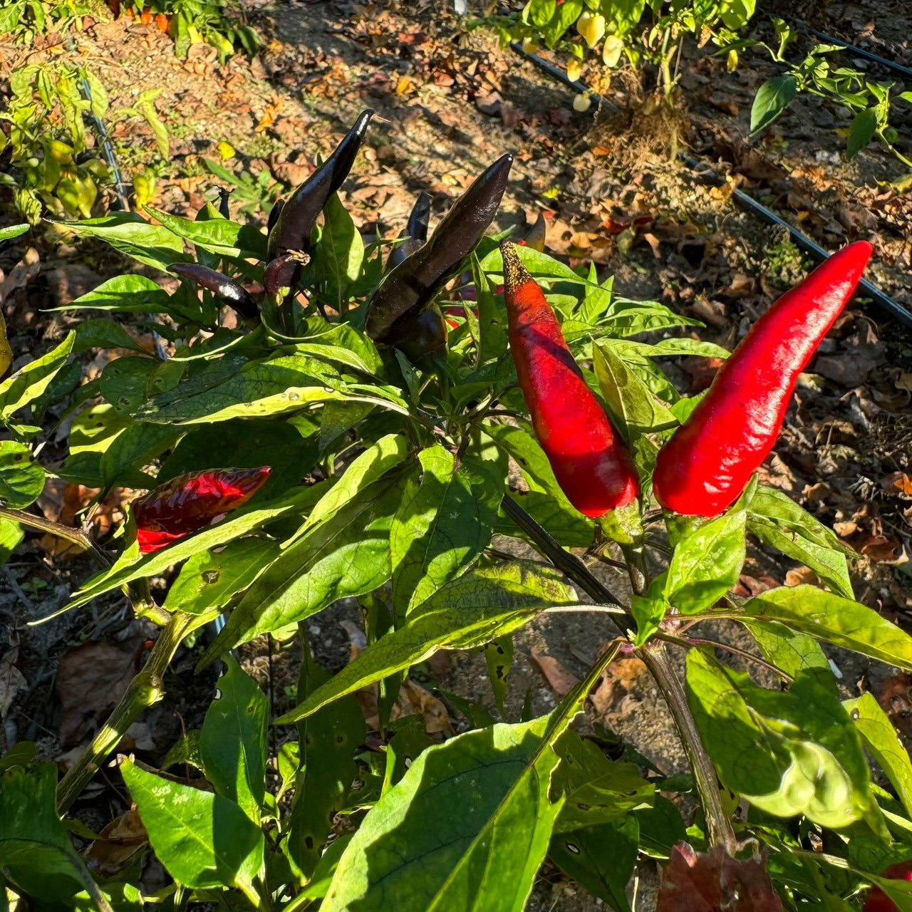 Cayenne Purple - Seeds