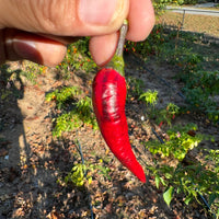 Cayenne Purple - Seeds