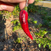 Cayenne Purple - Seeds