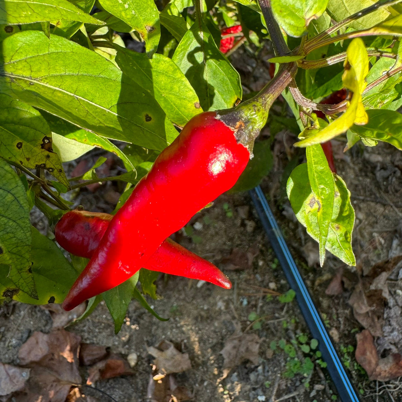 Cayenne Purple - Seeds