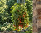 Topsy Tom Hybrid Tomato Seeds