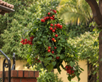Topsy Tom Hybrid Tomato Seeds
