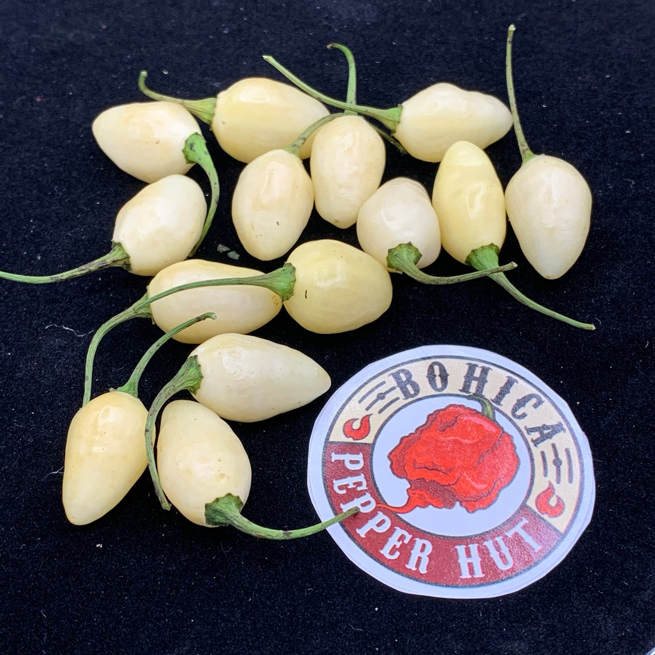 Habanero Yucatan White - Seeds