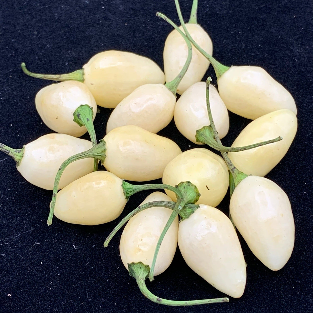 Habanero Yucatan White - Seeds