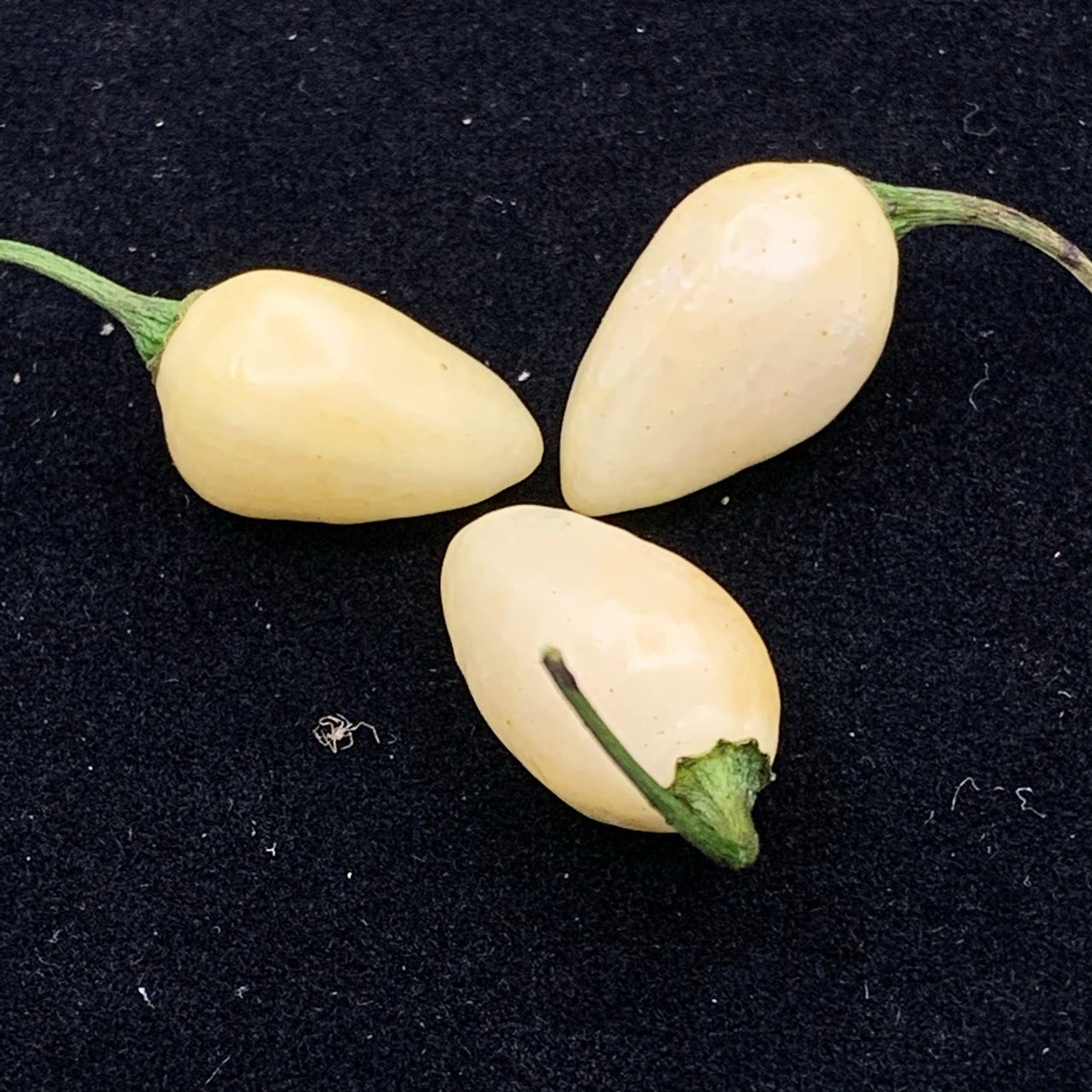 Habanero Yucatan White - Seeds