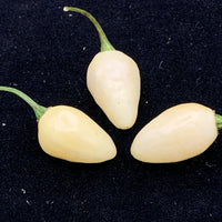 Thumbnail for Habanero Yucatan White - Seeds