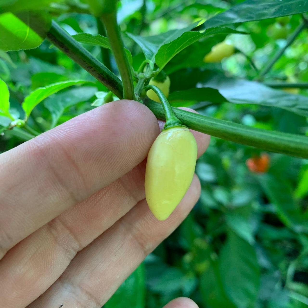 Habanero Yucatan White - Seeds