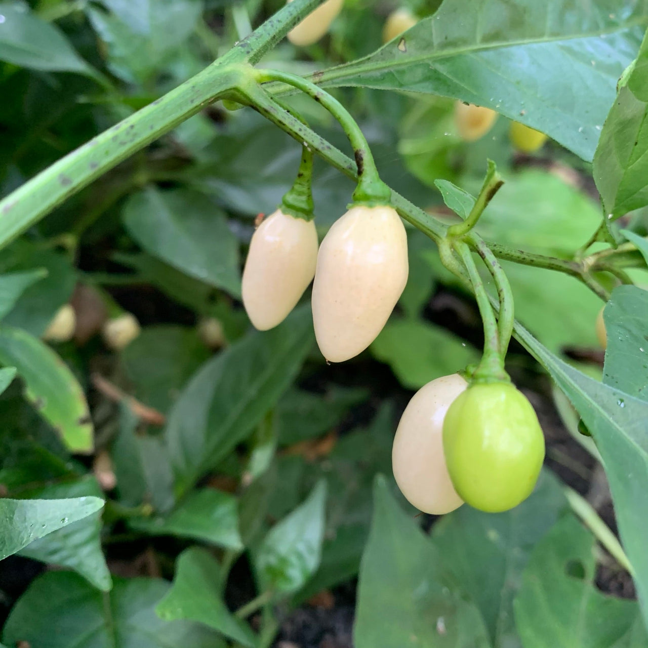 Habanero Yucatan White - Seeds