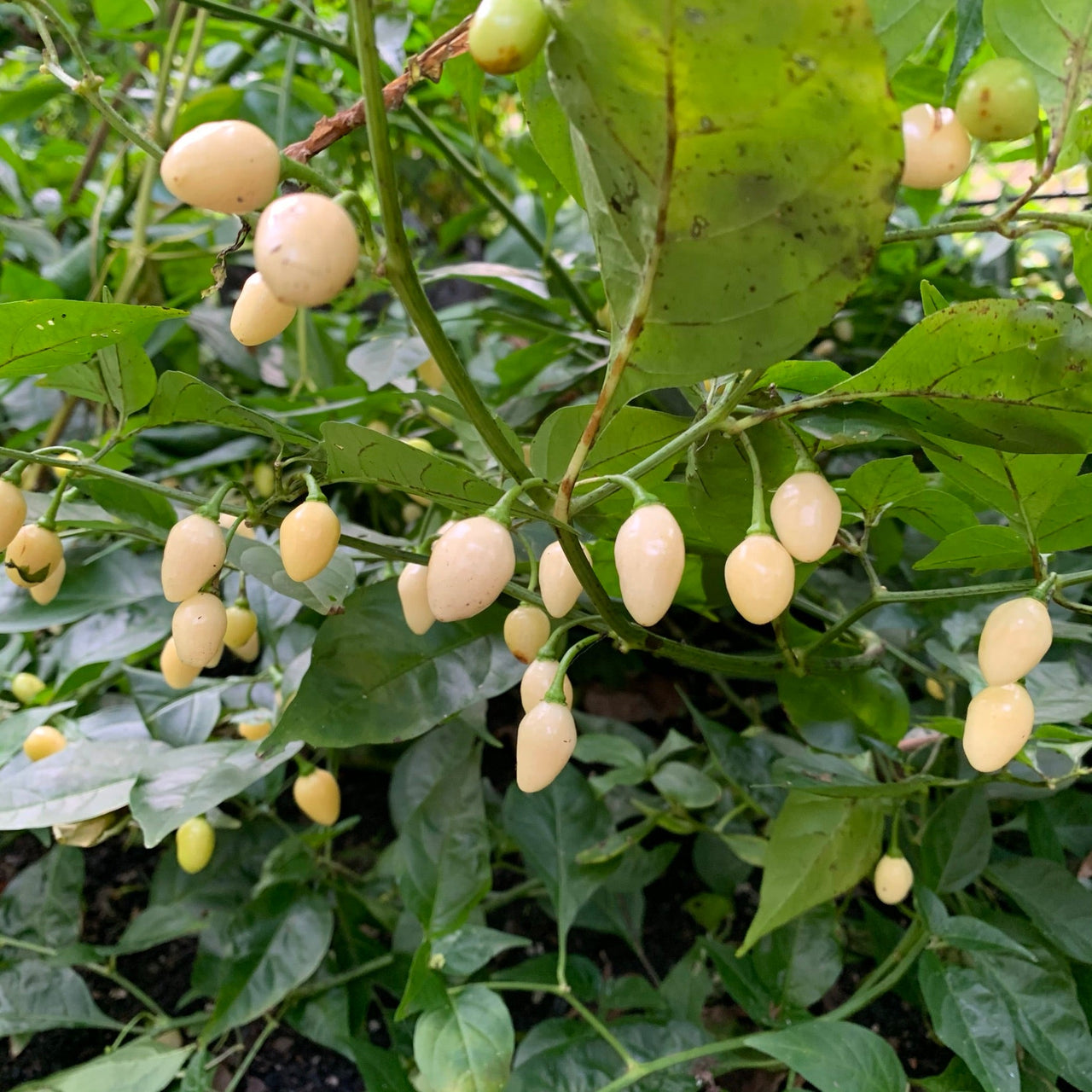 Habanero Yucatan White - Seeds