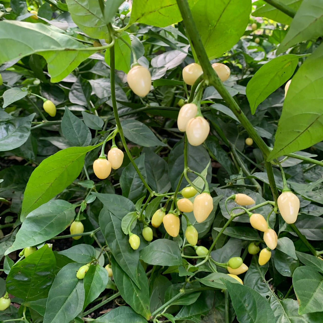 Habanero Yucatan White - Seeds