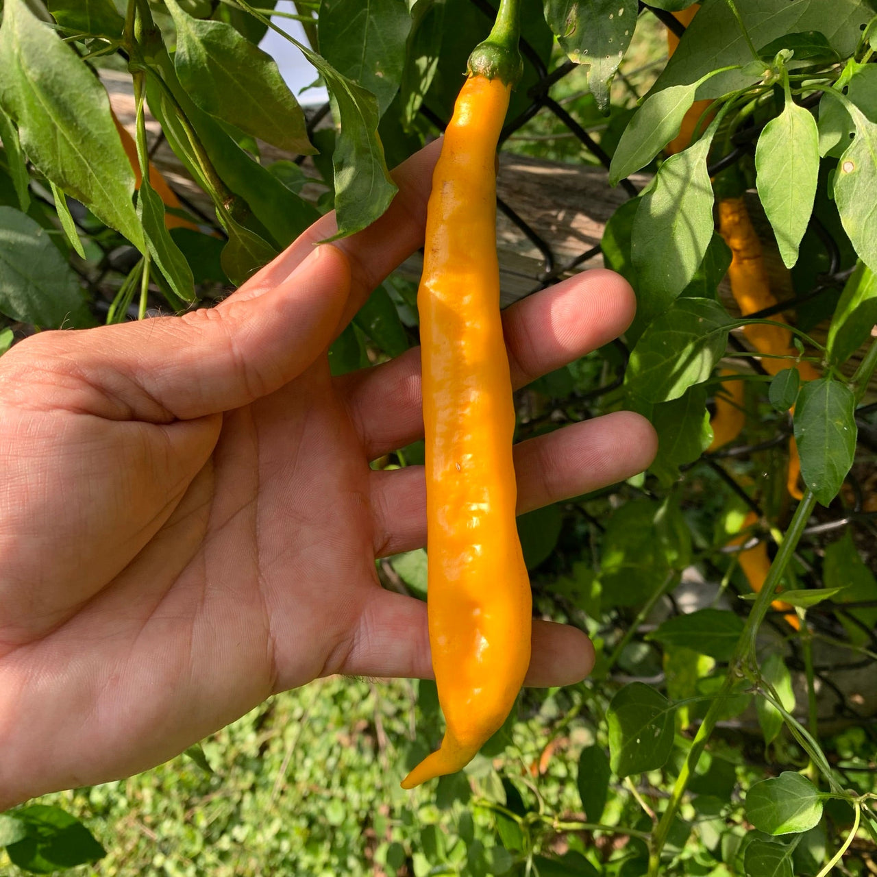 Aji Guyana - Seeds