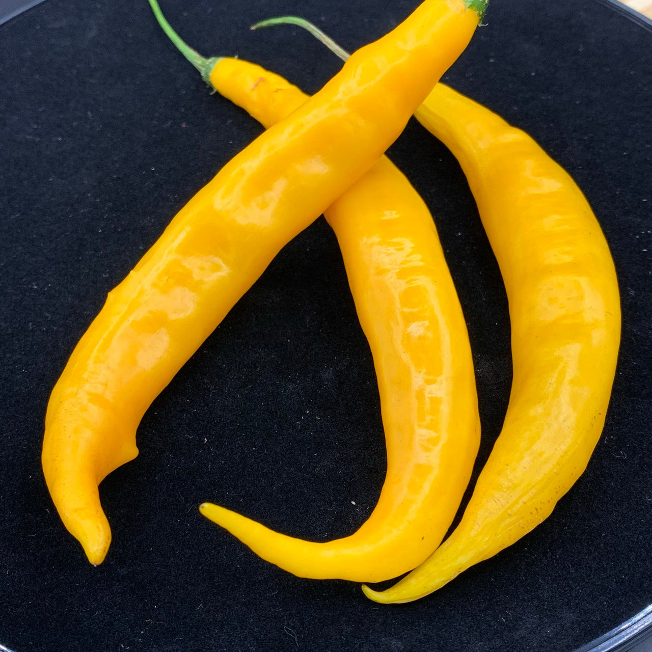 Aji Guyana - Seeds